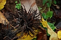 Parco Europa Autunno_055